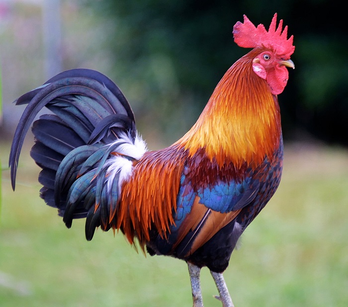 Rooster Image